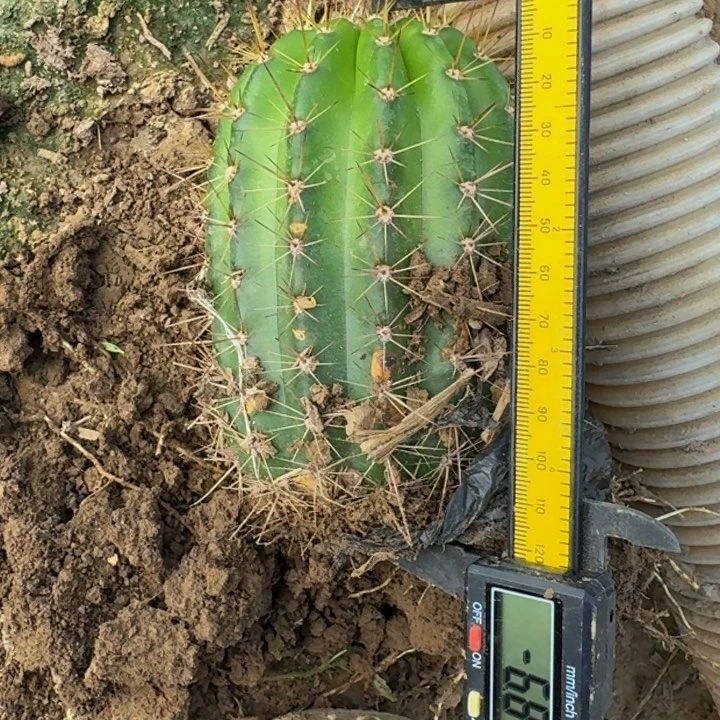 新品种毛花柱根斑脱土发货308，高度12公分左右