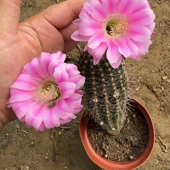 仙人球399脱盆脱土掰花发货