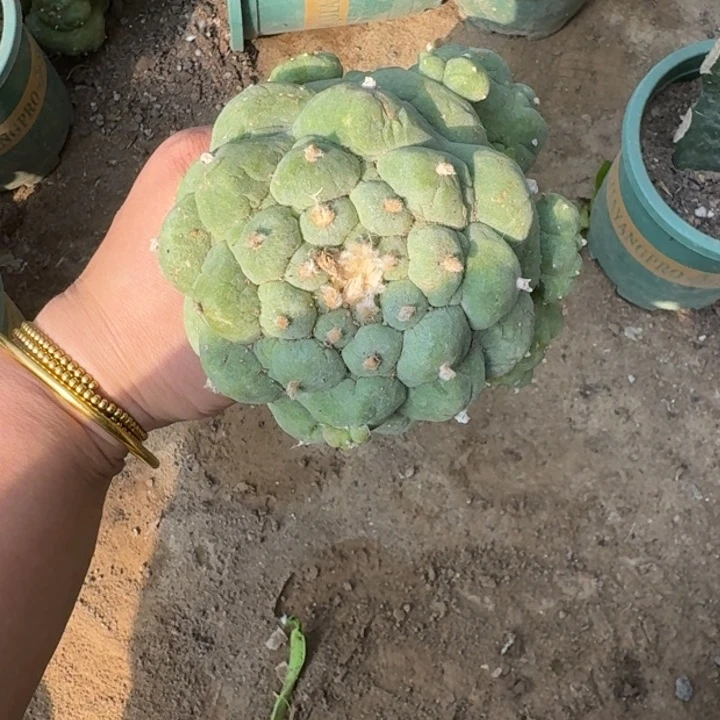 嫁接大尤植物斑脱土发货372