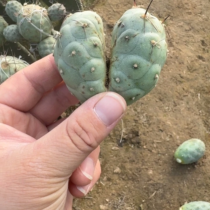 222习志野无根侧牙斑4公分左右