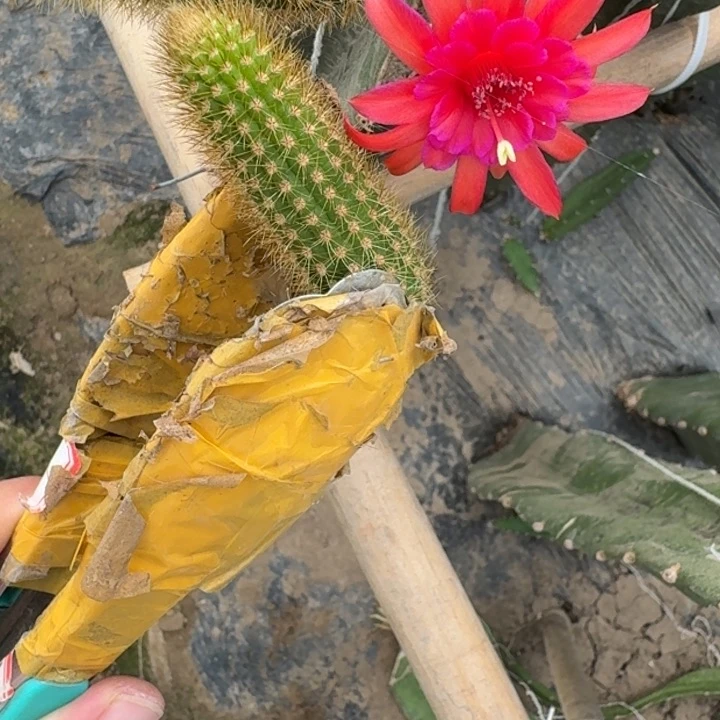 仙人球256金妞摩尔紫无根侧牙