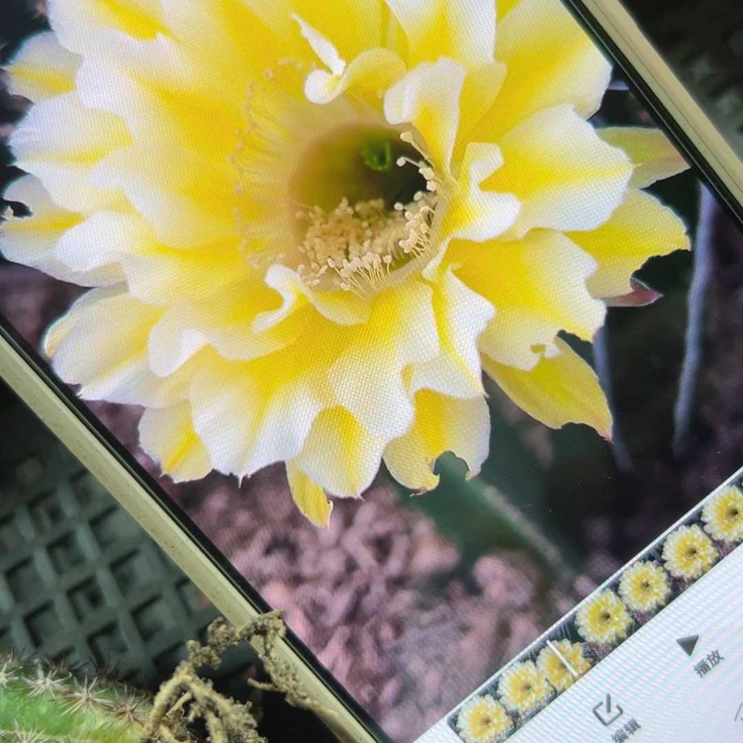 下89彩草南湖黄绿歪侧芽4公分左右20包邮