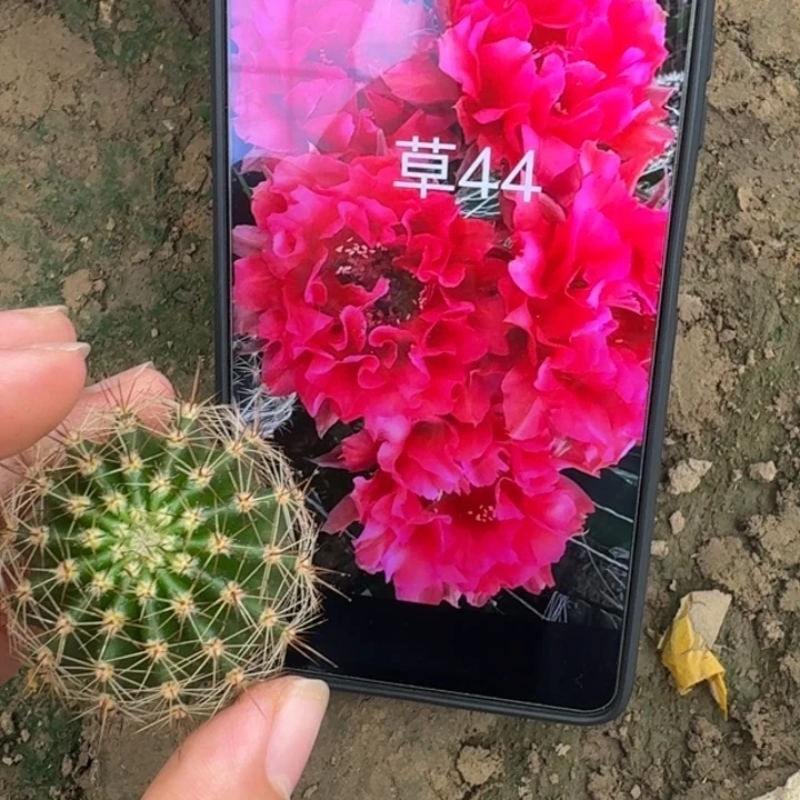 仙人球289彩草舞后歪无根侧牙