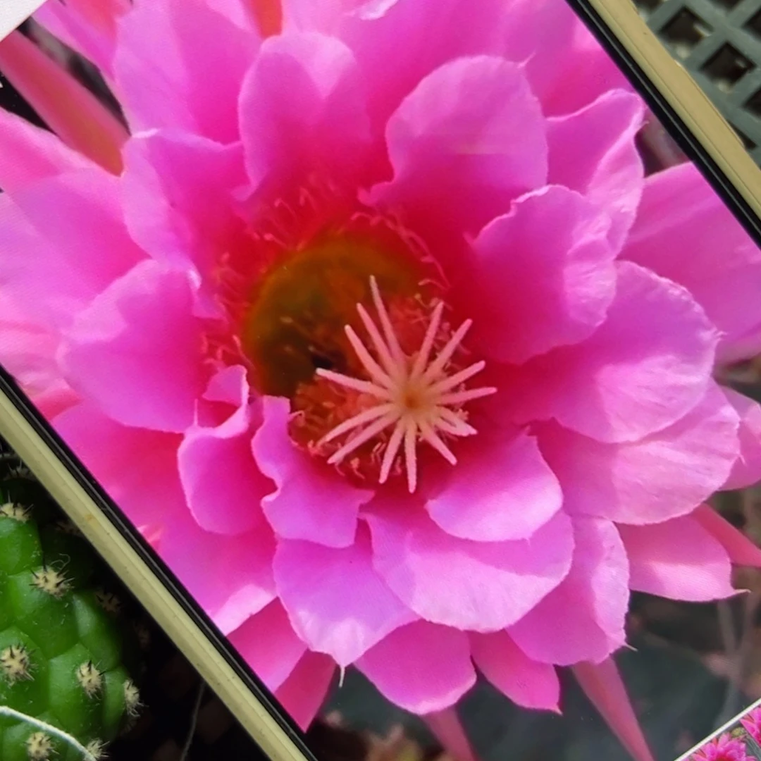 下61毛佛拉门戈侧芽4公分左右20包邮