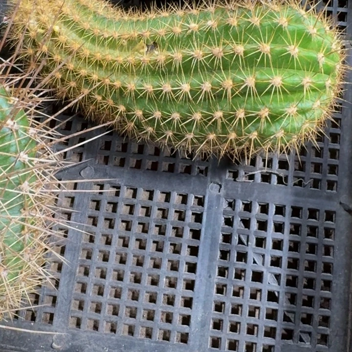 421毛花柱理想歪无根侧牙大