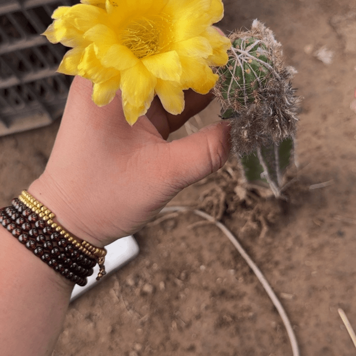 嫁接丽花脱土掰花发货332