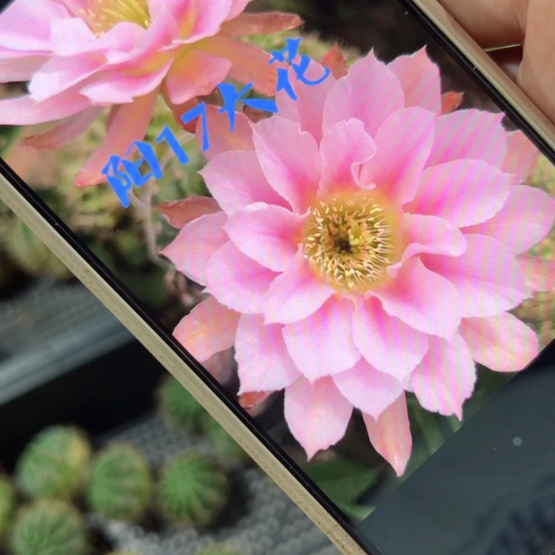 下26丽花阳17歪侧芽3公分左右20包邮
