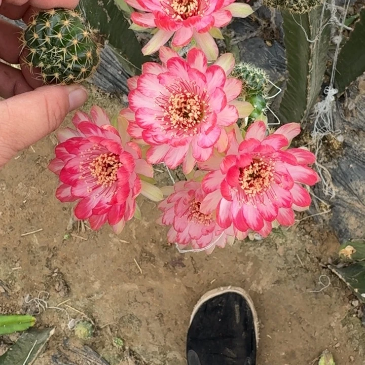 新品荷花歪无根侧牙3公分左右257