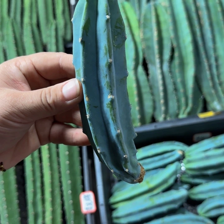 龙神木无根侧牙弯10到15公分之间