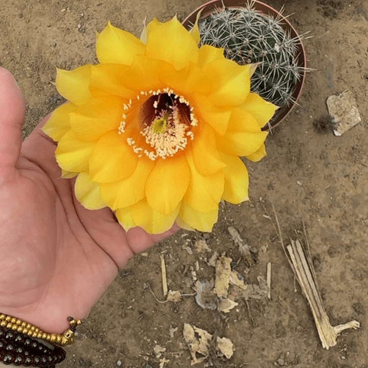 彩草斑脱盆脱土掰花发货掉侧牙无售后322