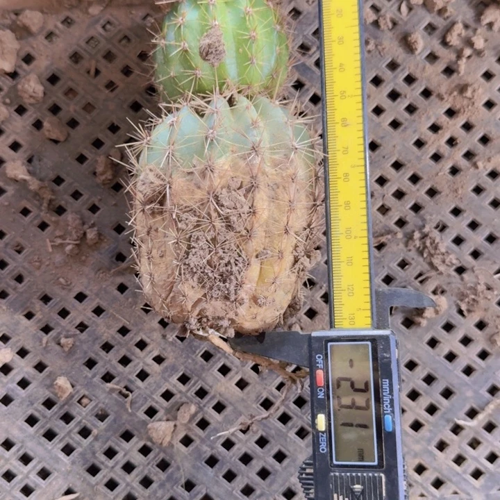 新品种毛花柱根伤脱土发货341