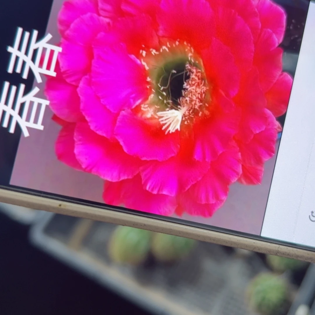 下15毛春春歪侧芽4公分左右20包邮