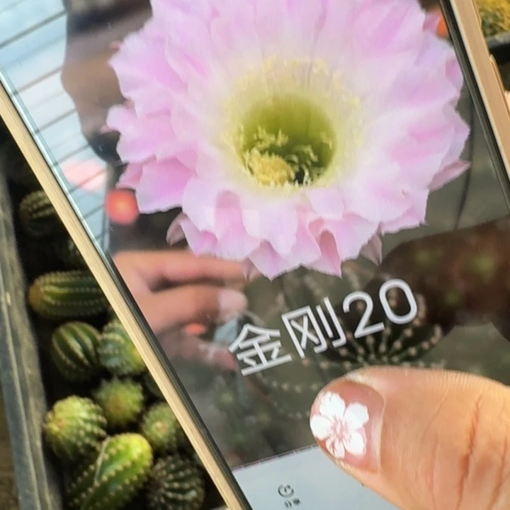 仙人球401金刚20歪侧牙4公分左右2个20包邮