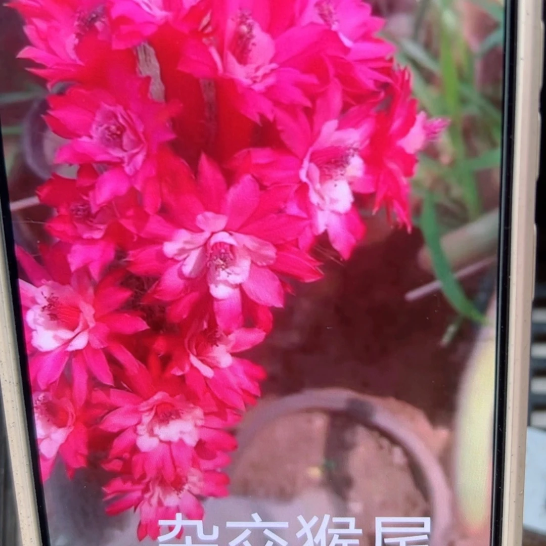 下92杂交九尾狐锦侧芽10公分以上20包邮