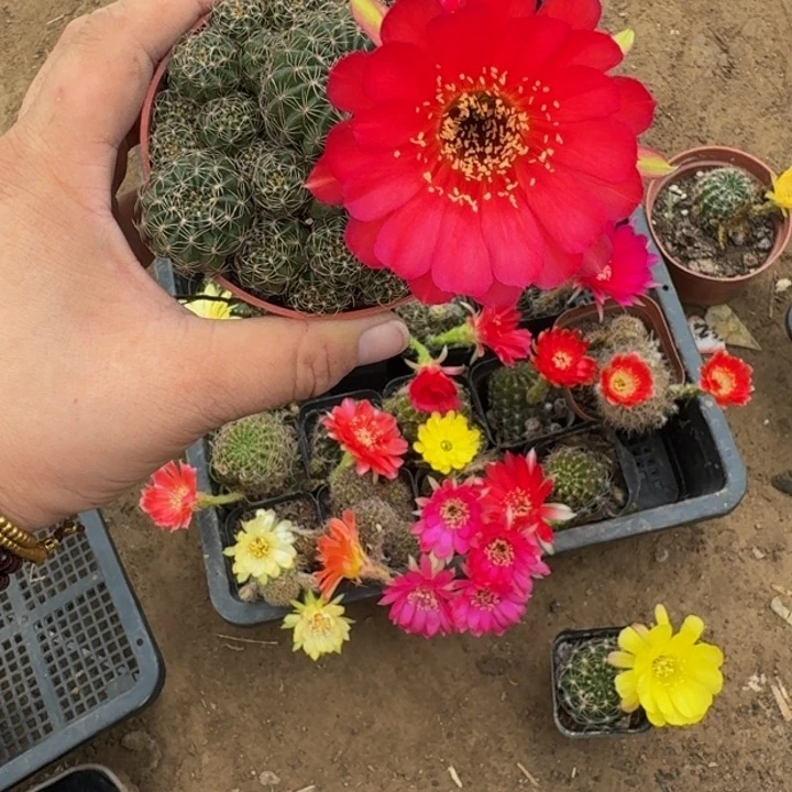 丽花掰花脱土脱盆软小根417