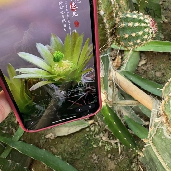 211青花，虾歪无根侧牙3公分左右伤口大