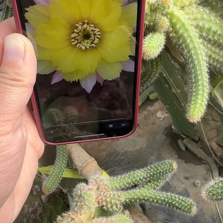 216白檀盖伯无根侧牙小5个