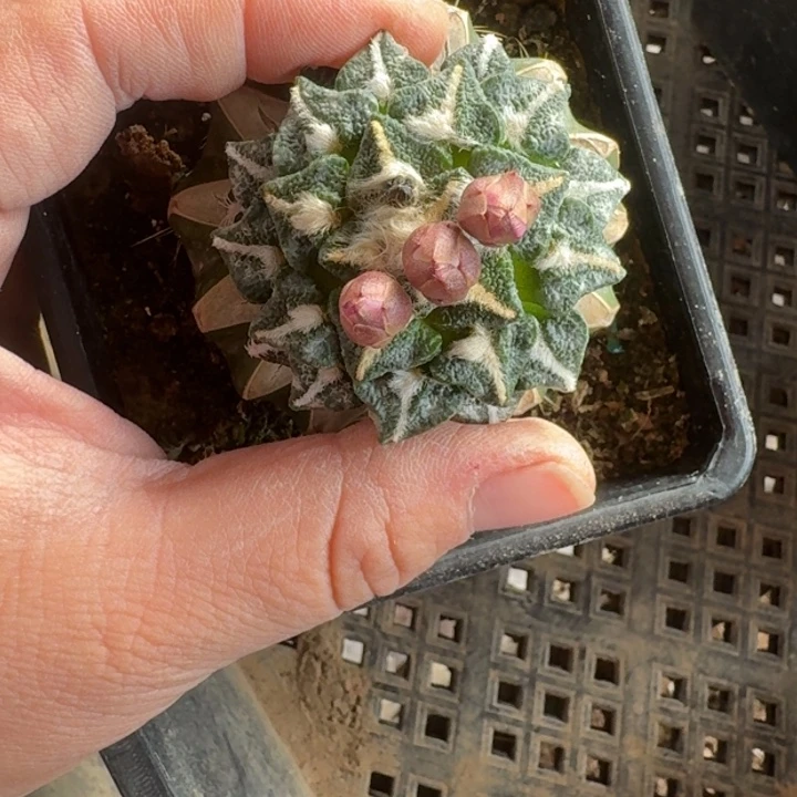嫁接大尤植物斑软脱土发货306