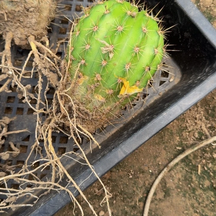 新品种毛花柱伤，根脱土发货399