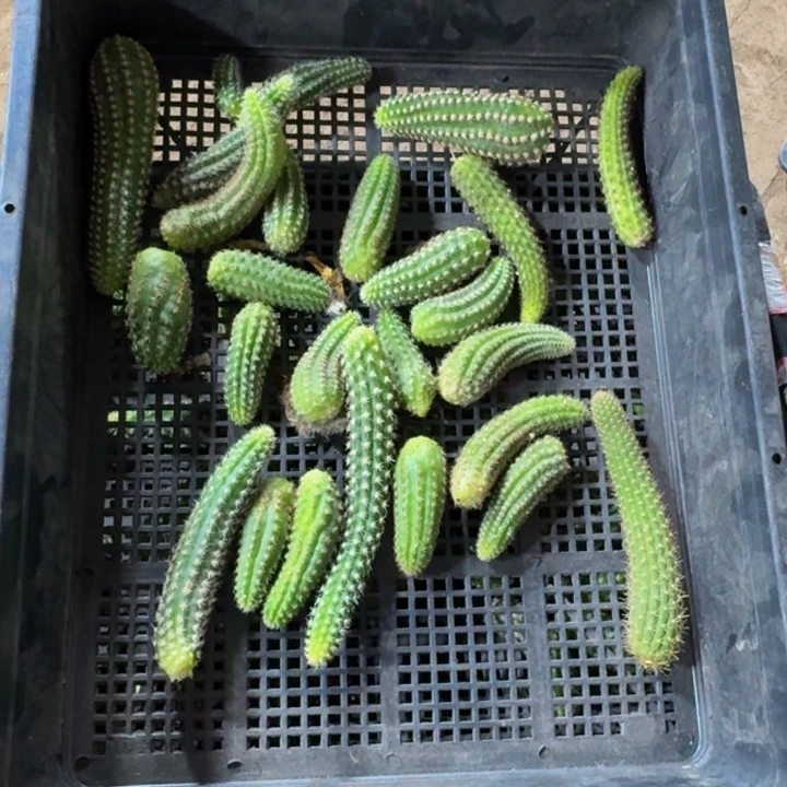 框拍无根侧牙不好无售后341