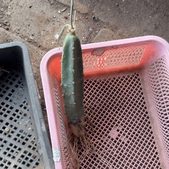 嫁接美杜莎不好秀普脱土发货248掉枝条无售后