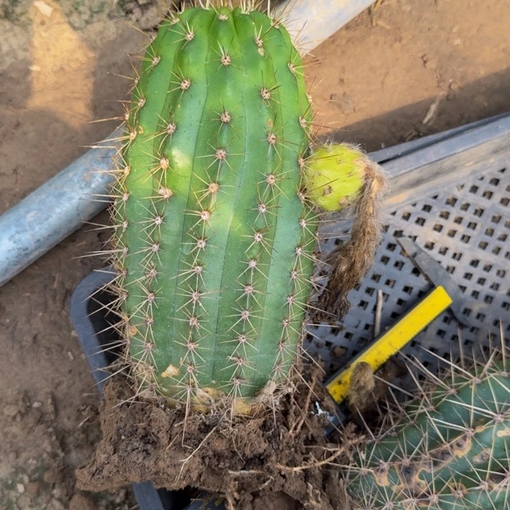 新品种毛花柱根斑脱土发货307