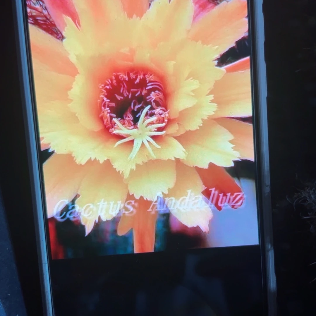 下115金妞亚历山大侧芽5公分左右20包邮