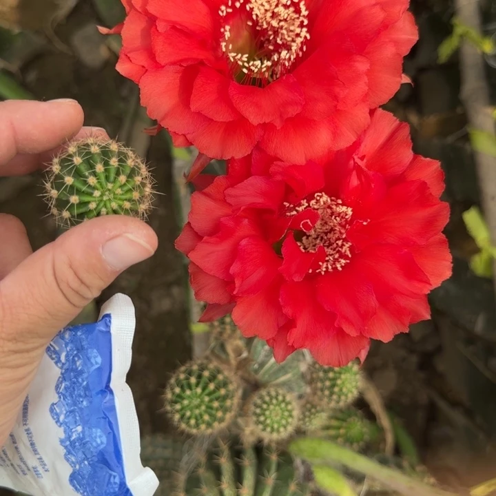 276彩草火焰女神歪无根侧牙4公分左右