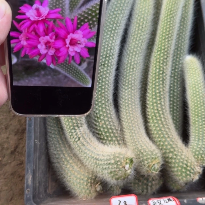 249杂交九尾狐直立28公分左右歪