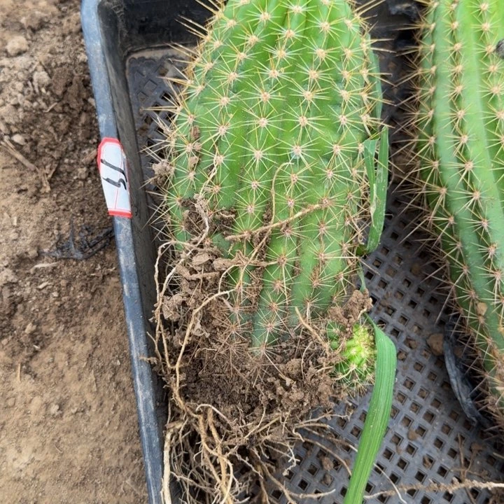 新品种毛花柱根伤脱土发货244