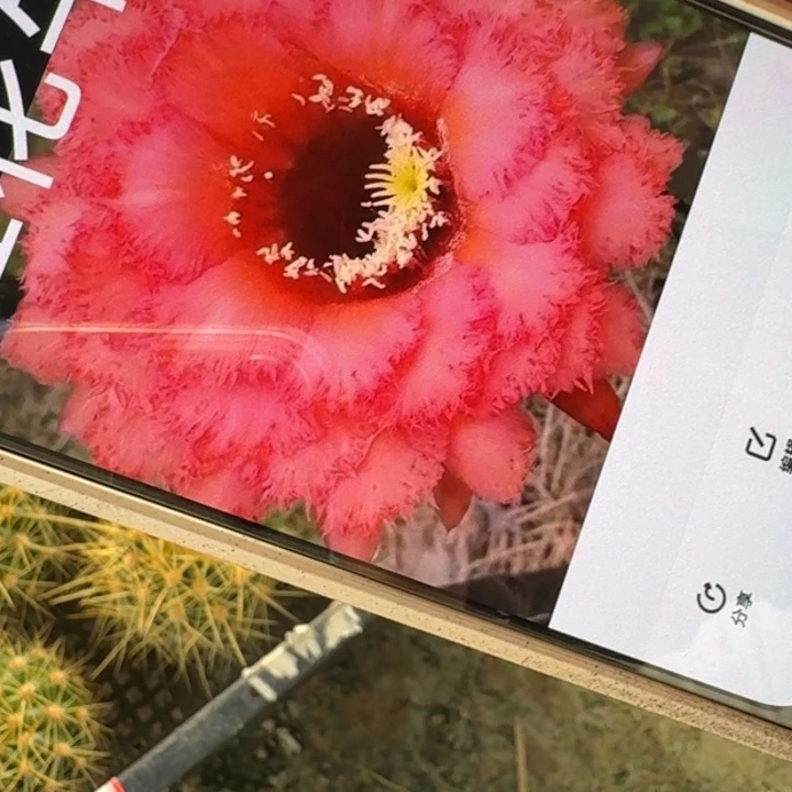 仙人球402毛五花牛歪侧牙5公分左右20包邮