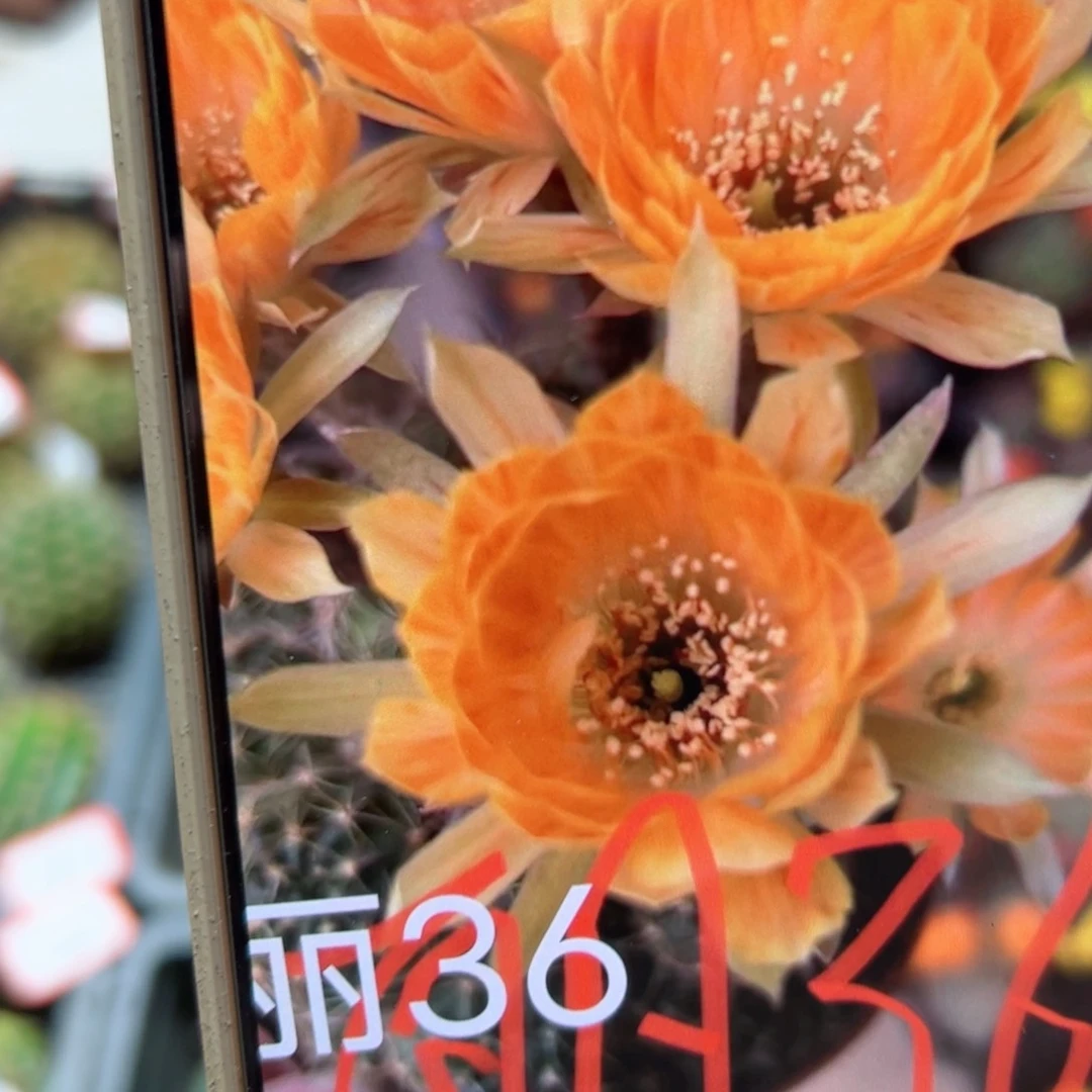 下5丽花长相思歪侧芽3公分左右20包邮