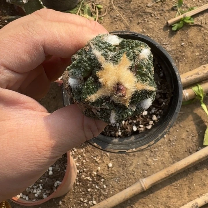 秀普嫁接大尤植物脱土发货斑340