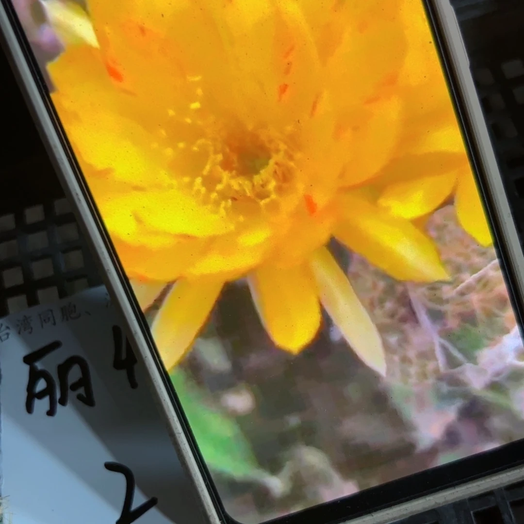 下60丽花41歪侧芽3公分左右20包邮