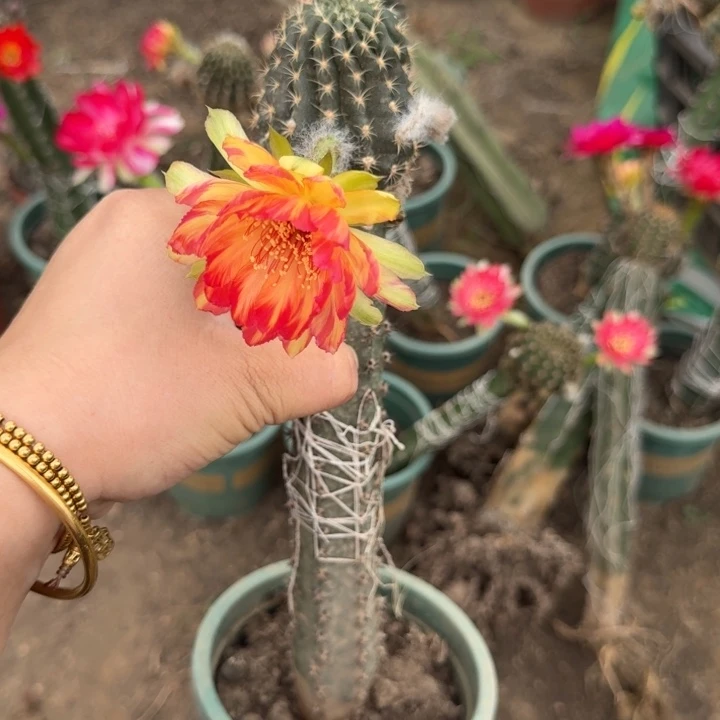 嫁接丽花掰花脱土发货斑281
