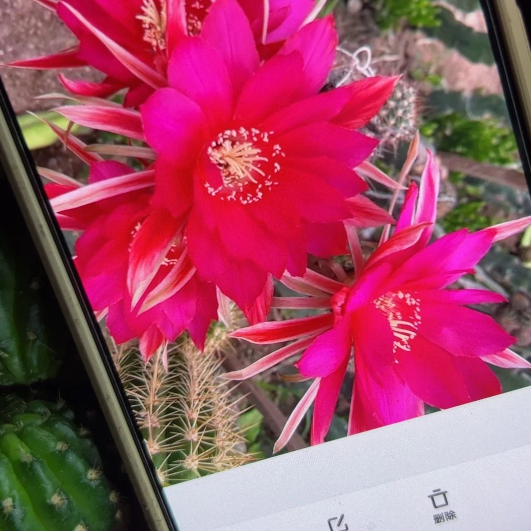 下54丽花执着歪侧芽3公分左右20包邮