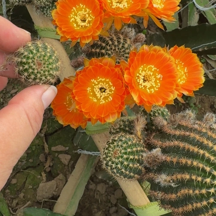 214丽花金凤凰歪无根侧牙3公分左右