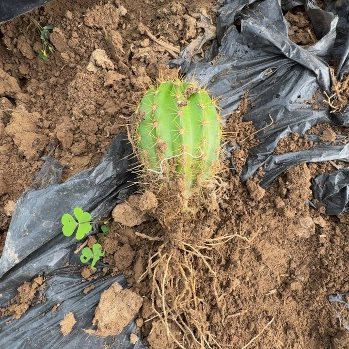 新品种毛花柱根伤脱土发货270