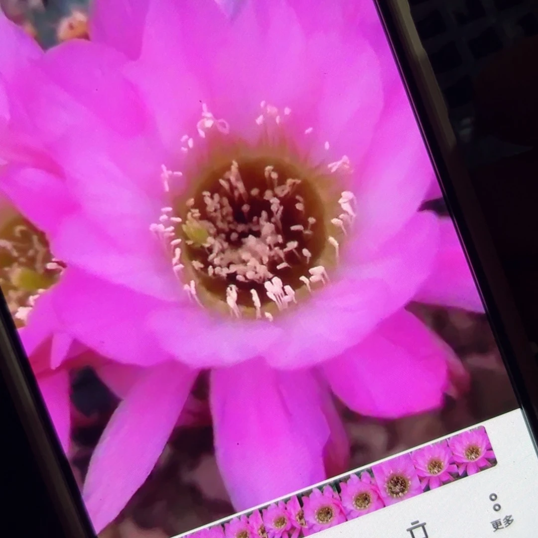 下105丽花紫猴歪侧芽不好3公分左右20包邮