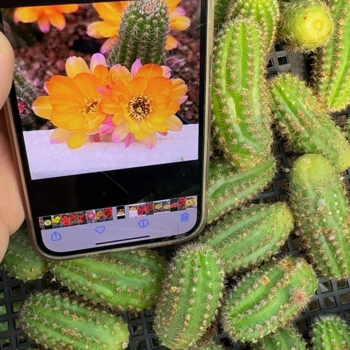 230白檀肯特日出斑3个小