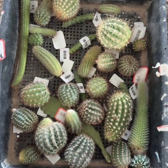 框拍无根侧牙不好无售后277