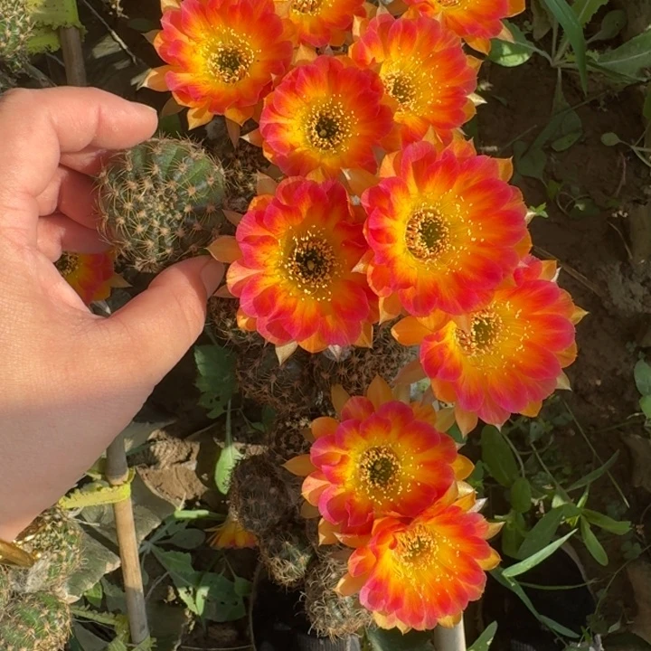210丽花蟠桃歪无根侧牙3公分左右