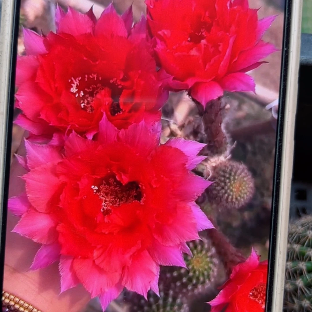 下10彩草黛玉歪侧芽4公分左右20包邮