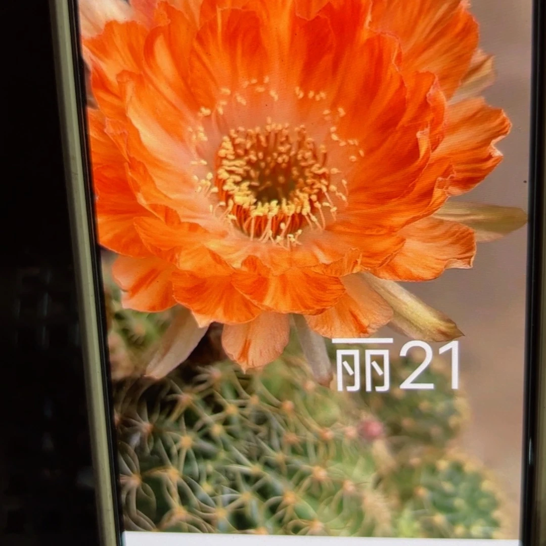 下125丽花柠檬香歪侧芽3公分左右20包邮