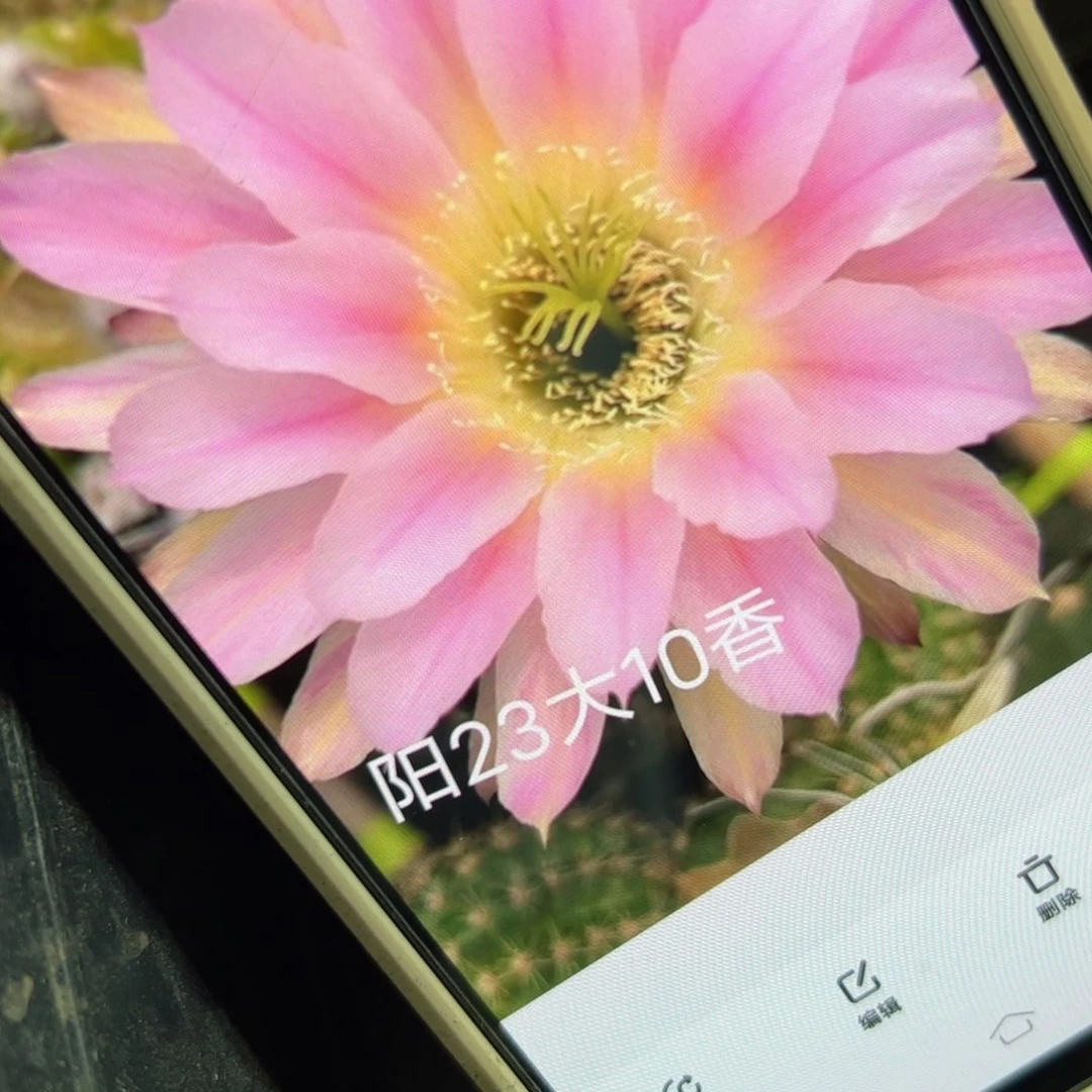 下5丽花阳23歪侧芽5公分左右20包邮