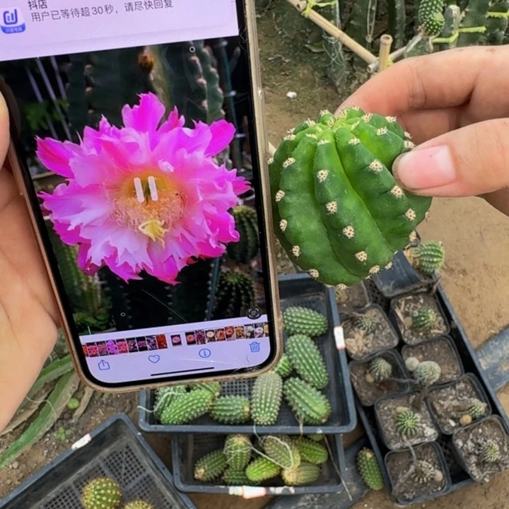 296毛花柱国王无根侧牙5公分左右