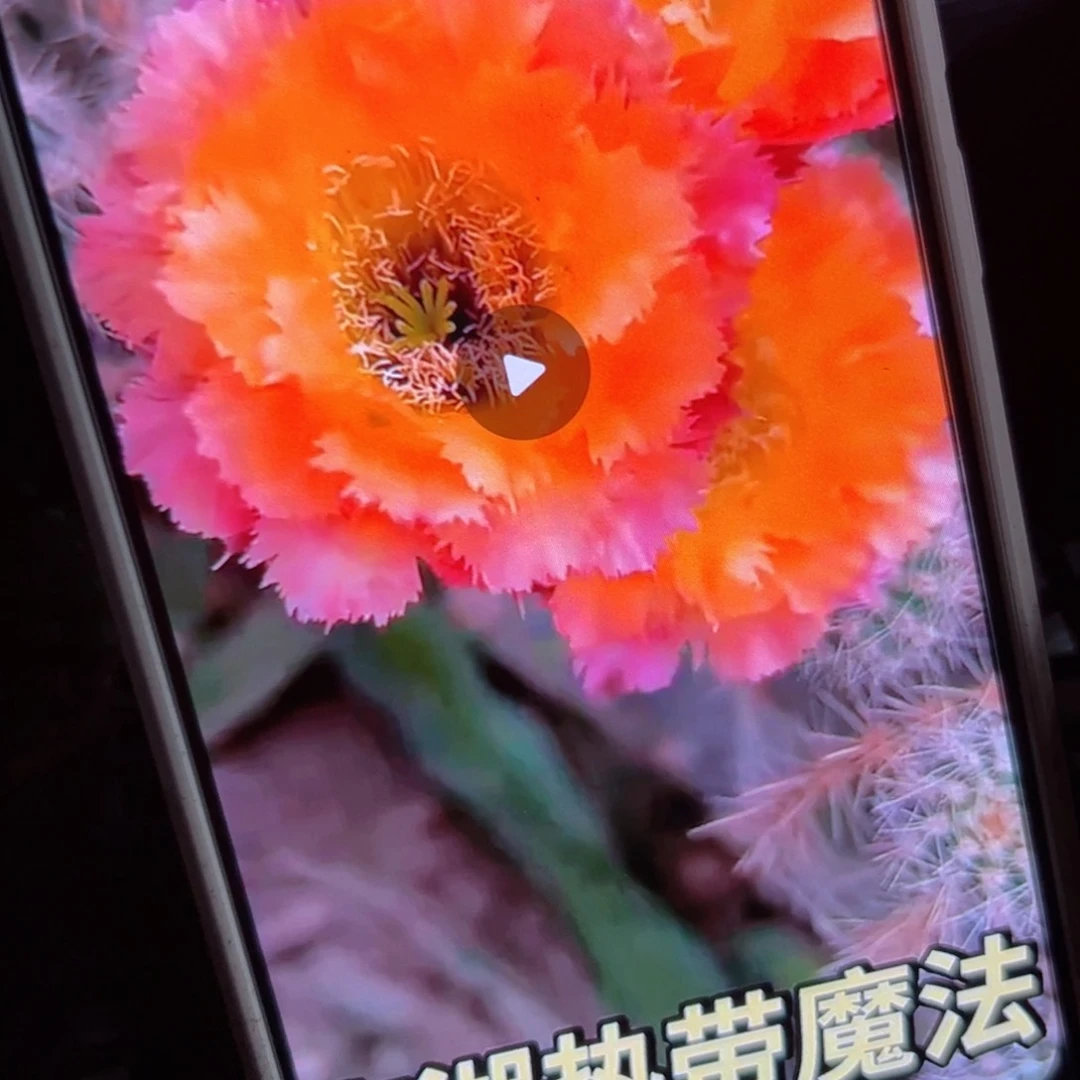 下103彩草热带魔法歪侧芽3公分左右20包邮