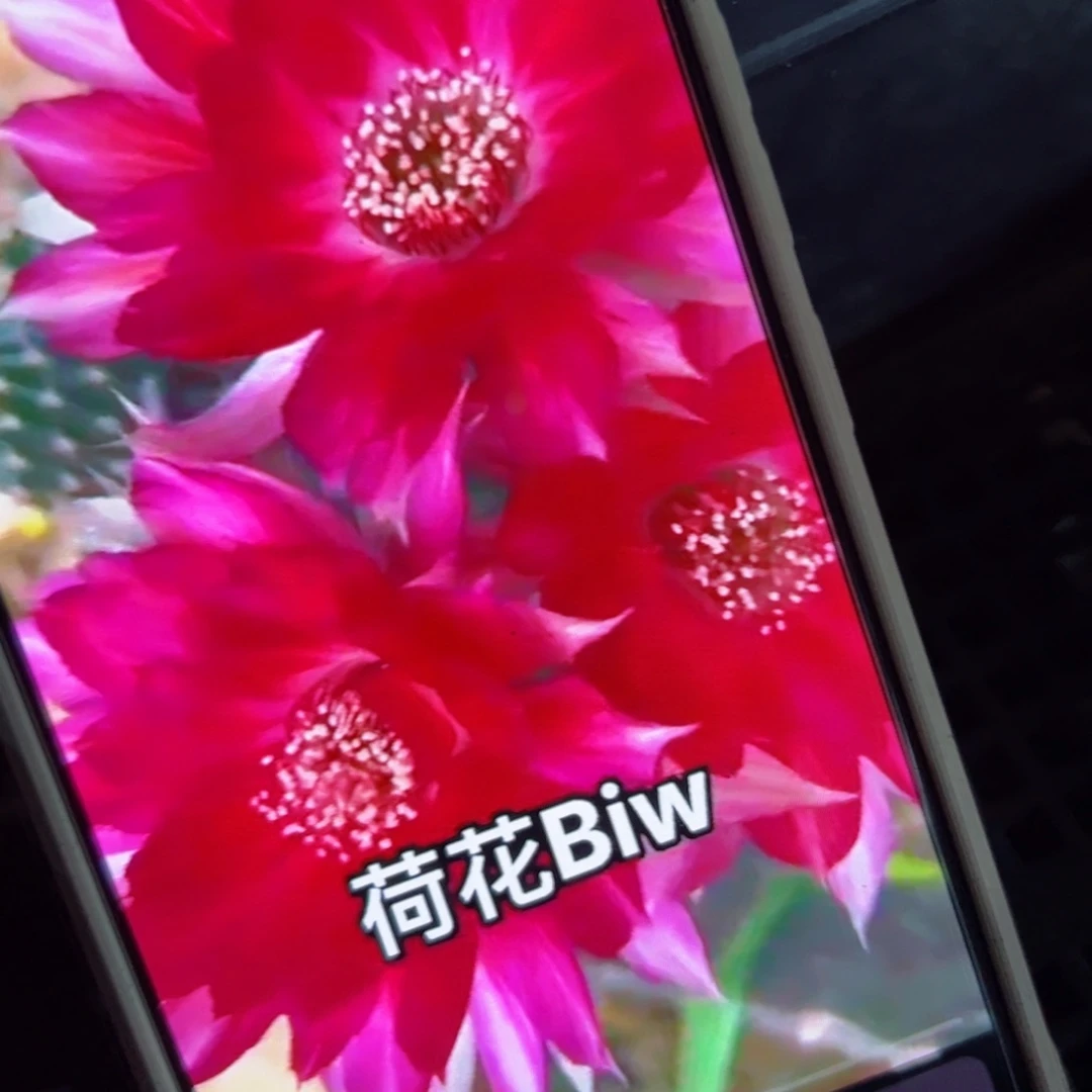 下103丽花BIW 歪侧芽3公分左右20包邮