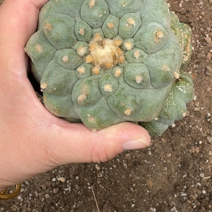 嫁接大尤植物斑脱土发货261