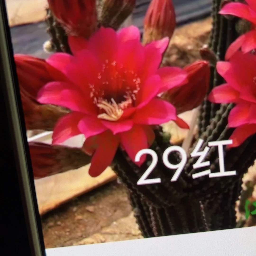 下89金妞29红侧芽5公分左右20包邮